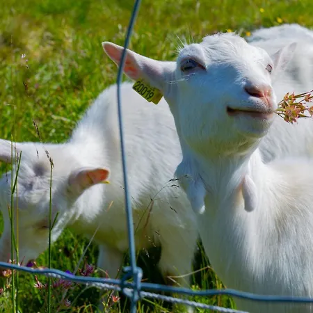 Sentral, Hc-friendly *